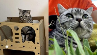 免費領(lǐng)養(yǎng)：天上掉餡餅還是“地上挖陷阱”？