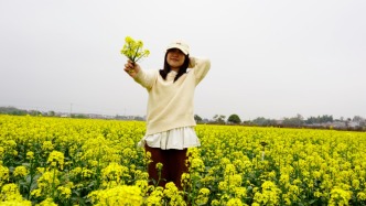 懷集金燦燦的油菜花海，等你來“打卡”