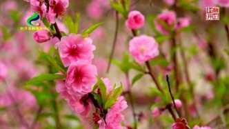 封開這里桃花盛開，共赴一場浪漫之約吧~