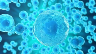 包皮间充质干细胞：从废弃组织到医学新星