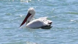 刷新紀(jì)錄！九段沙記錄到26只上海水鳥中的“巨無霸”