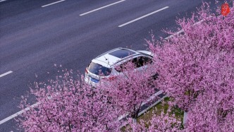 重慶賞花地圖：100米寬的潼南大道已花開成海，成最美景觀大道