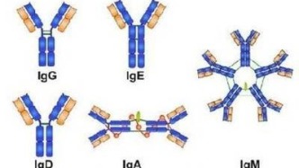 免疫球蛋白——多维度防御的分子卫士