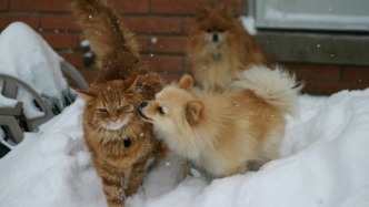 宠物“精养”时代，宠粮精细化生意怎么做？