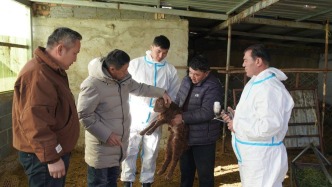 富蘊：科學養殖新模式，鼓起農牧民錢袋子
