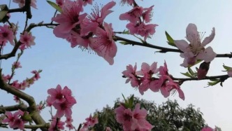 【诗词】 成都龙泉山桃花故里行‖管恒庆 