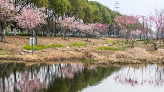 周市櫻花園，與春天的每一瓣相遇都是溫柔的