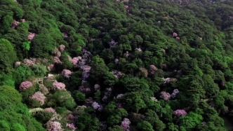 深圳羅湖F4 花海“蹦迪”