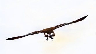 沁园春 ●大雁北归