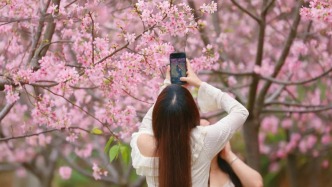 出片率100%！肇庆超浪漫樱花季上线！