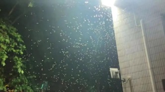 白蟻將“爆發”？上海近期同比翻倍！未來還要更厲害……專家提醒→