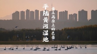 晉在眼前 | 山西運城：越冬白天鵝翩翩起舞，猶如“白色精靈”