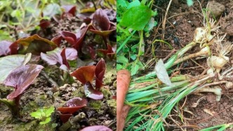 野菜地里找真爱，“打野”成年轻人相亲新潮流？