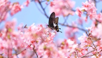 出片率100%！肇庆超浪漫樱花季上线！