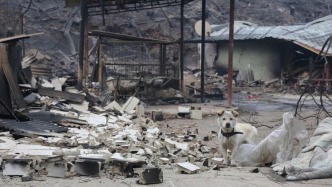 28人死亡！韩国史上最严重山火，过火面积超半个首尔！为何烧得这么凶？