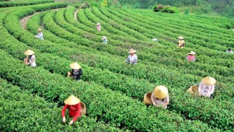 茶文旅融合香更濃！開平大沙春茶搶“鮮”開采！