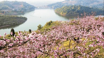 【美丽四川】踏青季 赏花时 桃红又是一年春‖温月 