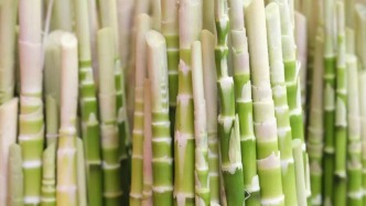 超香超香超香！快来尝一口肇庆的春天~