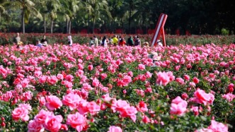 2025三亚玫瑰文化节今晚盛大启幕