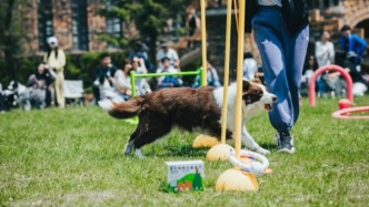 “小病不報(bào)，大病扯皮”，寵物保險(xiǎn)坑了誰(shuí)？