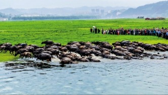 【散文】百牛渡江处 春风识故人‖廖天元