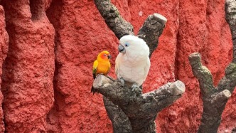 兩只鸚鵡“相依為命、孤苦伶仃”？北京野生動物園：不實！