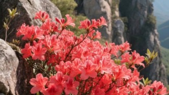 杜鵑花開，漫山紅遍，春意如詩般流淌在山間