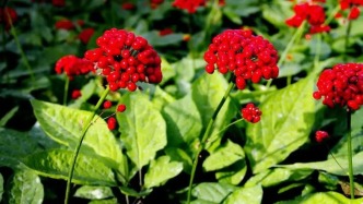 人參、礦泉、松花硯，“長(zhǎng)白山三寶”的生態(tài)密碼！