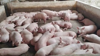 豬企整合還在繼續？溫氏欲“吃下”傲農旗下公司