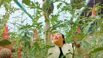 山西夏縣吊蔓西瓜將上市