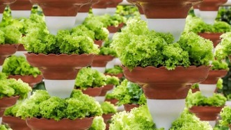 這個山東小城如何變成影響近10億人的菜籃子？壽光的秘密都在這里