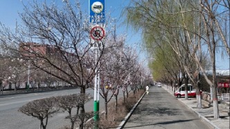 白城洮南：四月杏花競相綻放 邀您共賞春日美景
