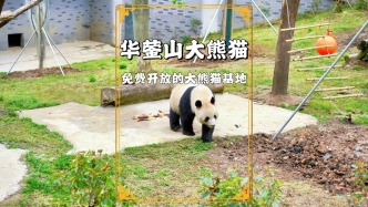 藏不住了！四川竟然有免費看大熊貓的地方，可惜很多人都不知道