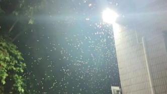 上海突然大量出現！小區13戶居民家中出現大量白蟻！密密麻麻全是......
