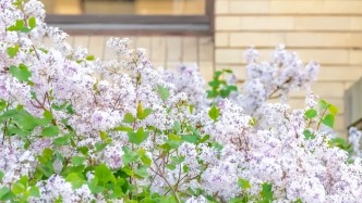 丁香映宫墙，邂逅伪满皇宫的紫色浪漫！