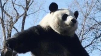 日本請求再次租借熊貓！“萌蘭”將參加日本大阪世博會？