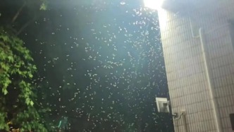 上海突然大量出現！小區13戶居民家中出現大量白蟻！密密麻麻全是......