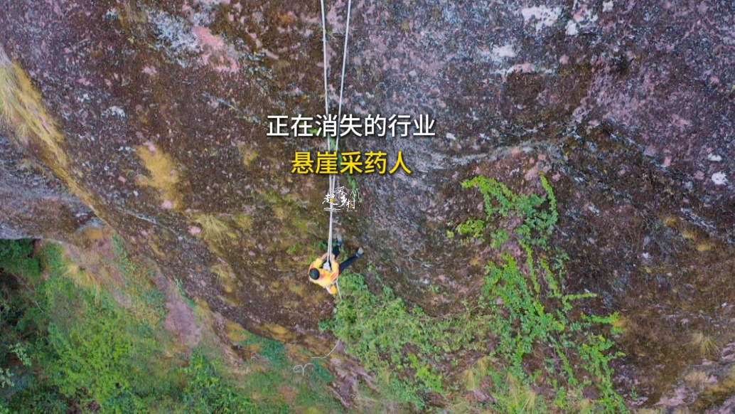 你見過在崖壁攀蕩的“空中飛人”嗎？走進江西龍虎山懸崖采藥人