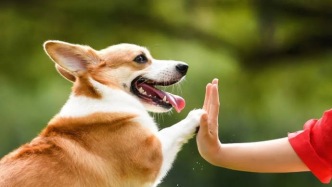 我给狗狗上课，月赚四五万