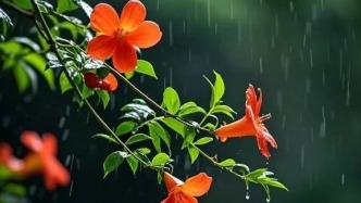 雨中花：生命的靈動與堅韌