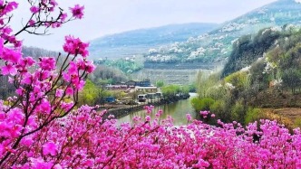 限定「粉色浪漫」上线！一键查看金达莱赏花地图～