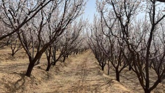 漫山杏花绽芳华，乡村振兴谱新章