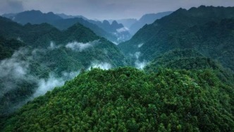 徒手攀岩垂直山崖驱蜂采蜜，现实版的“蜘蛛侠”就在贵州