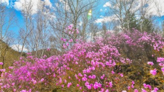 河北圍場：千畝野生映山紅燃動塞外春色