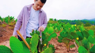 可以吃的仙人掌，準備上桌！