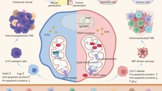 醫工簡報 |  健康飲食促進健康老齡化；一種用于癌癥放射治療期間實時劑量監測的可穿戴工具