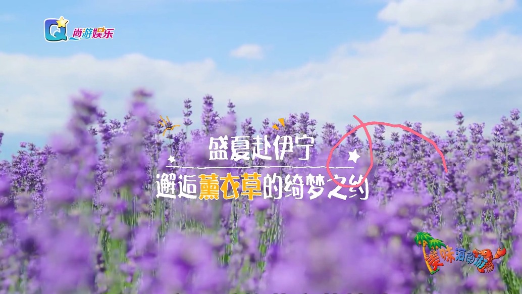 新疆伊寧薰衣草盛放,萬畝紫海繪就夢幻芳華