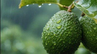 國(guó)產(chǎn)牛油果的“逆襲與崛起”