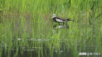 湖南南岳：首次拍到國家二級重點保護野生動物“水鳳凰”清晰影像