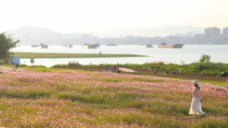 絕美！肇慶初夏限定花海，超！出！片！